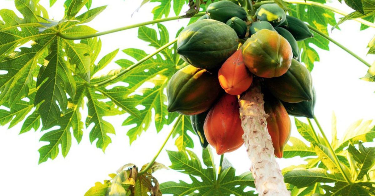 Papayas are fast-growing, productive, and require minimal space, so they are perfect for growing in small gardens during the monsoon; Picture source: Gardening Know How