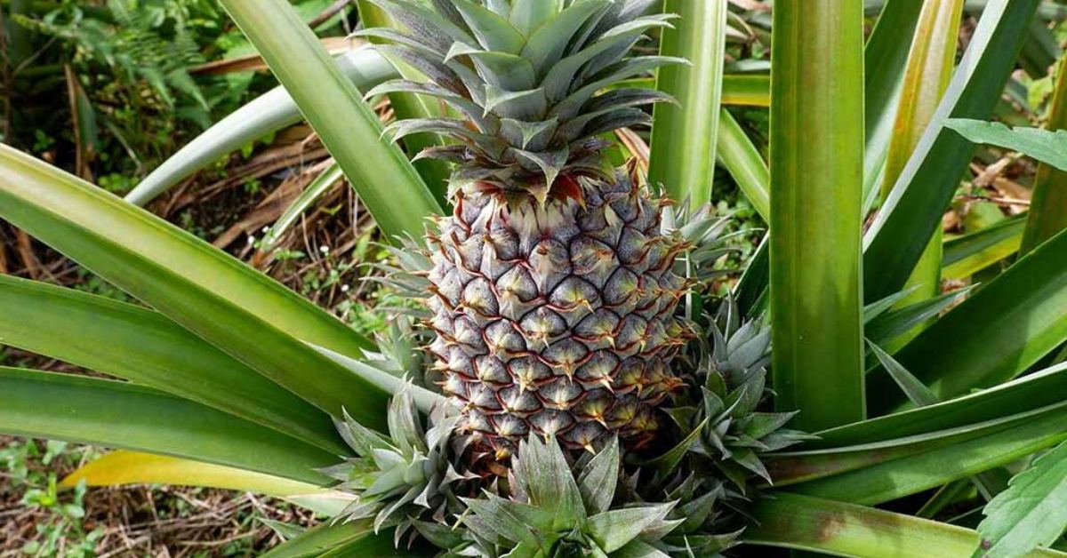Pineapples are hardy, low-maintenance, and precisely suited to monsoon gardening; Picture source: Brindavana Gardens