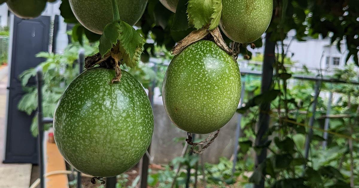 Use well-drained sandy loam enriched with compost to grow your passion fruit at home this monsoon; Picture source: GardeningSG
