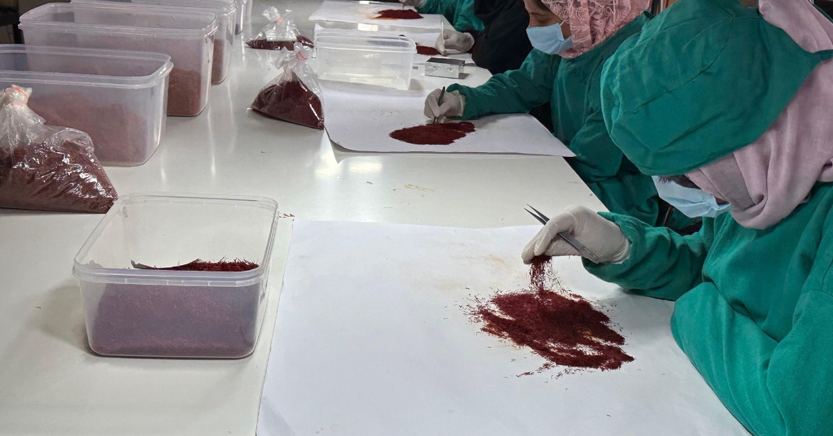 The artisans have to meticulously separate each saffron stigma by hand and preserve them intact to maintain the highest quality