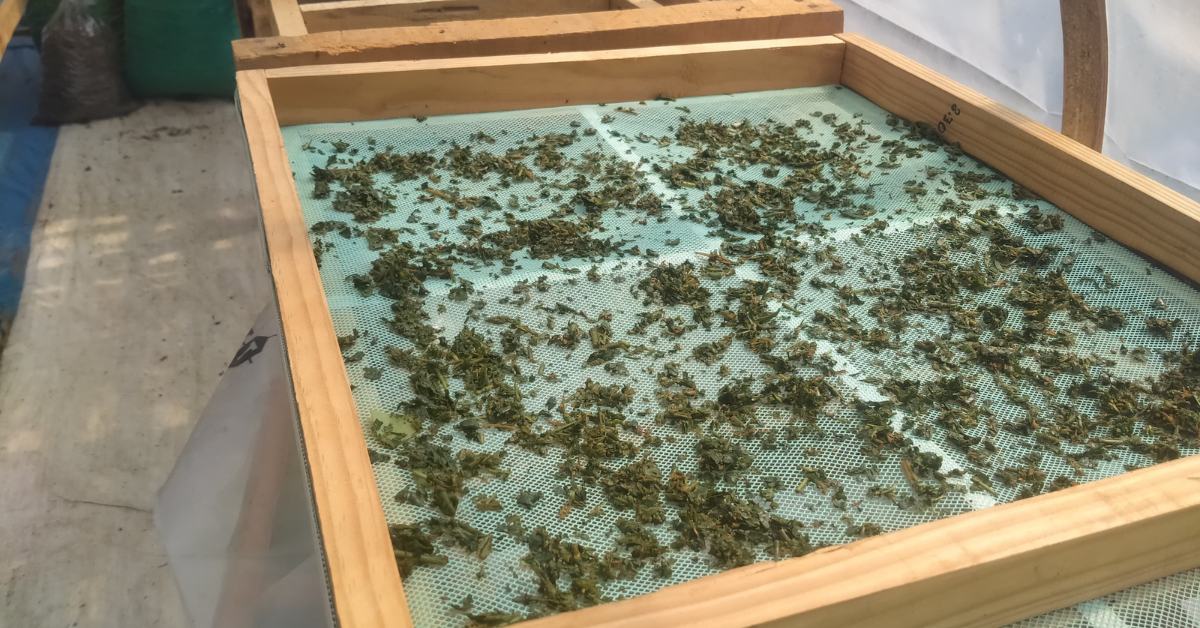 The low-cost solar dryer helps to preserve the excess produce of all kinds of crops without affecting the quality