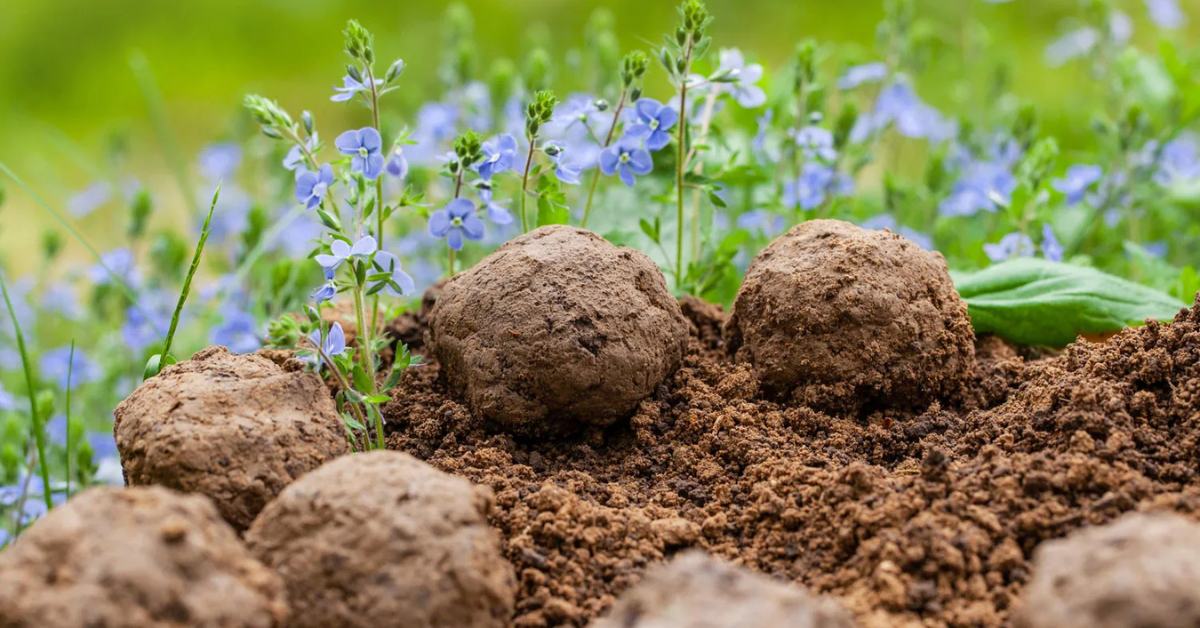 Your kids can make seed balls and then you can accompany them to plant these balls in a nearby park or locality; Picture source: Better Homes and Gardens