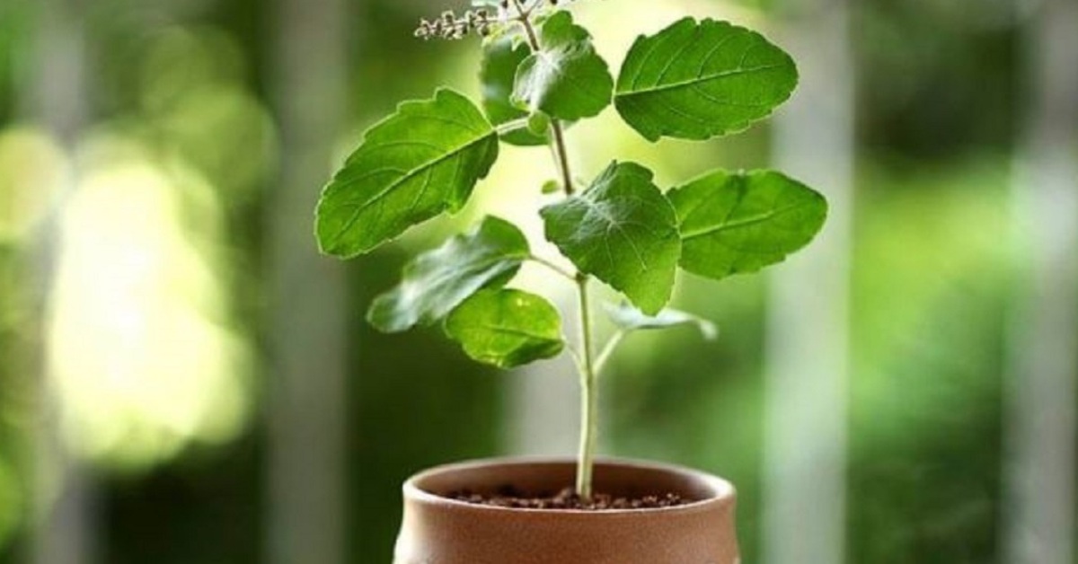 growing herbs in monsoon