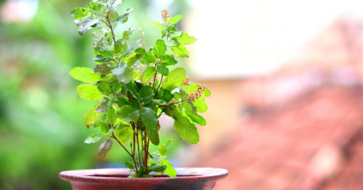 Water the tulsi plant only when the top of the soil feels dry; Picture source: Housing