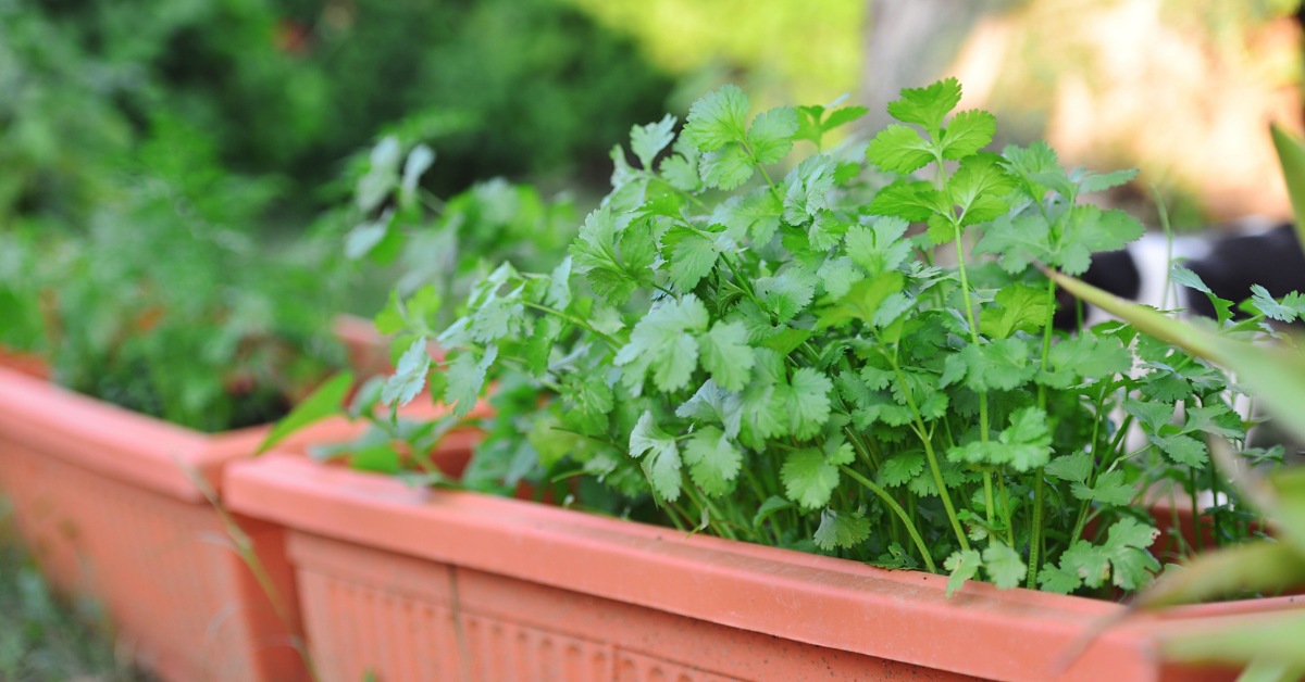 Coriander is fast-growing and does not require much attention; Picture source: Good Housekeeping