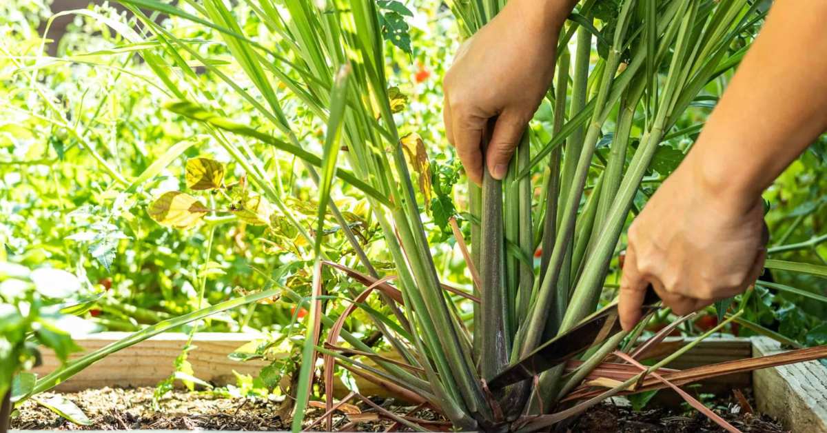 Make sure to cut off dry or yellow leaves in your lemongrass plant if you want it to grow well; Picture source: Backyard Boss