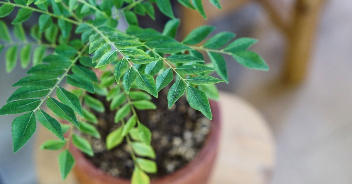 Plant your curry leaves in a deep pot with loamy and well-drained soil; Picture source: The Spruce