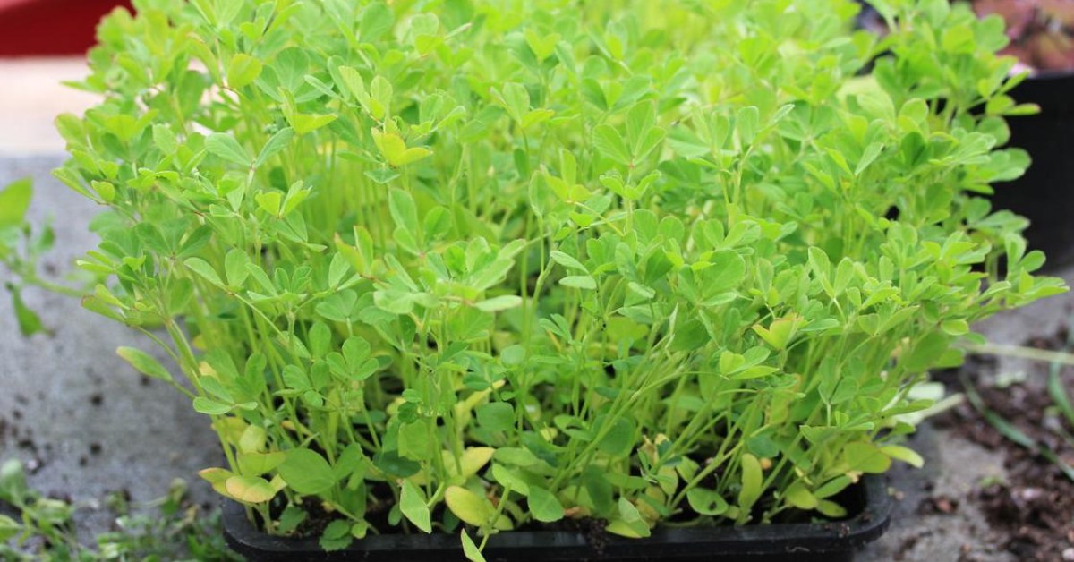 You must scatter fenugreek seeds in a shallow tray filled with moist soil; Picture source: Vertical Veg