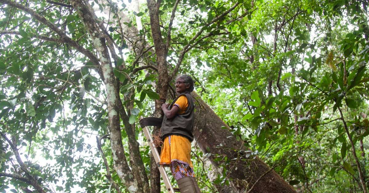 Local and Indigenous women in Kerala's Western Ghats protect endangered species at Gurukula Botanical Sanctuary; Picture Source: The Guardian