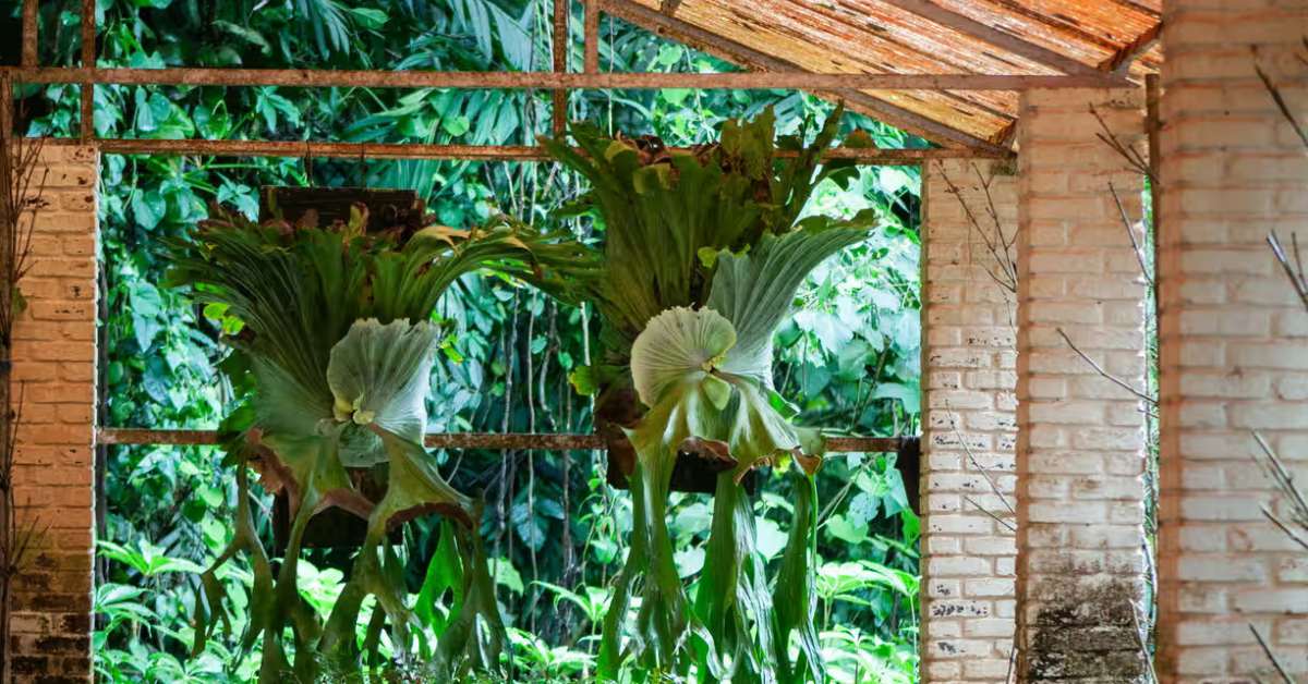 The Gurukula Botanical Sanctuary spans 32 hectares, housing over 2,000 native plant species; Picture source: The Guardian