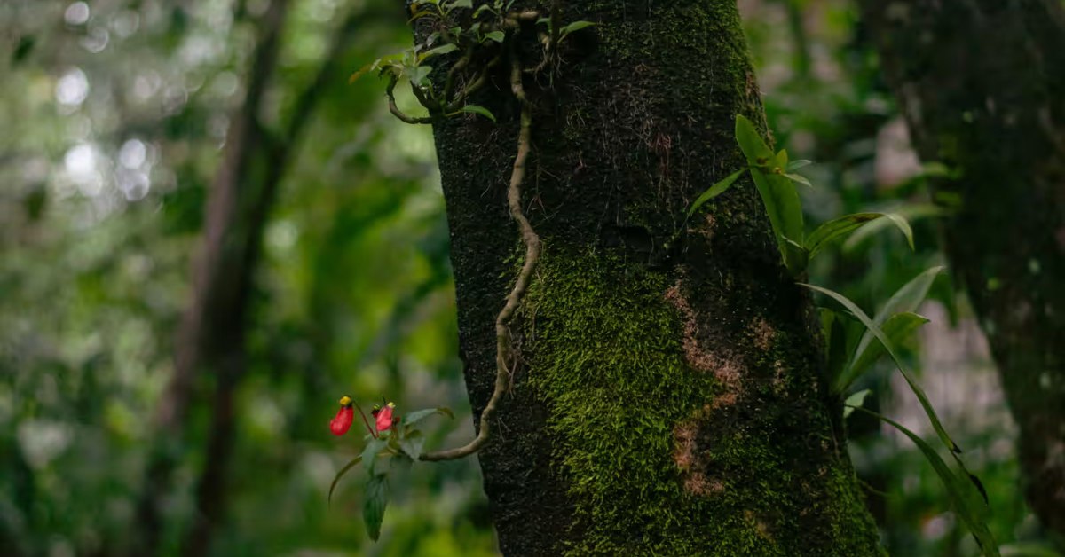 Gurukula's approach is to expand the forest by creating supportive conditions and letting nature survive on its own terms; Picture source: The Guardian