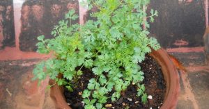 Turn a Balcony or Window Box Into a Coriander (Dhania) Garden With This Easy Monsoon Growing Guide