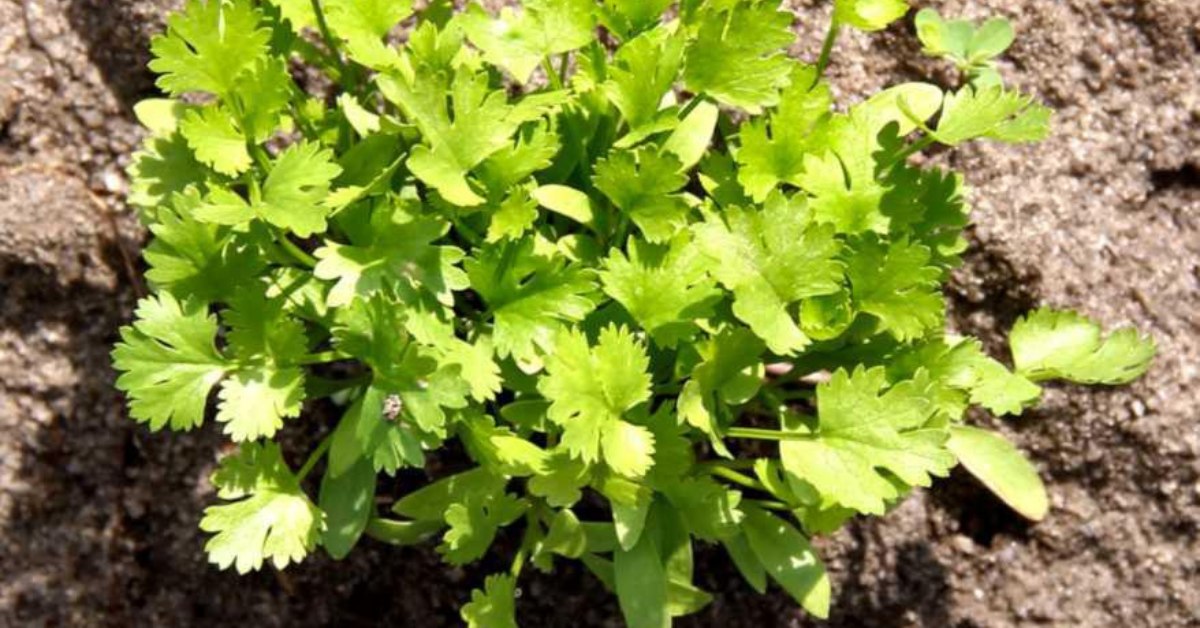 Use good-quality seeds from a gardening store, or even whole seeds to grow healthy coriander; Picture source: Nature & Garden