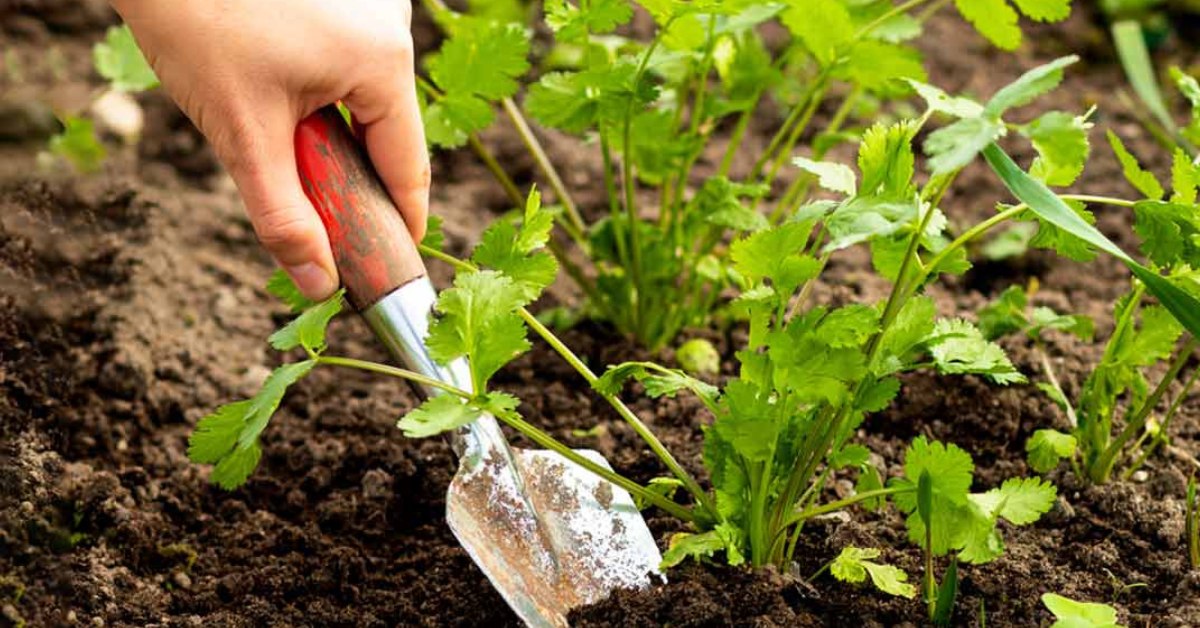 Avoid burying coriander too deep, as it prefers to be sown near the surface; Picture source: HerZindagi