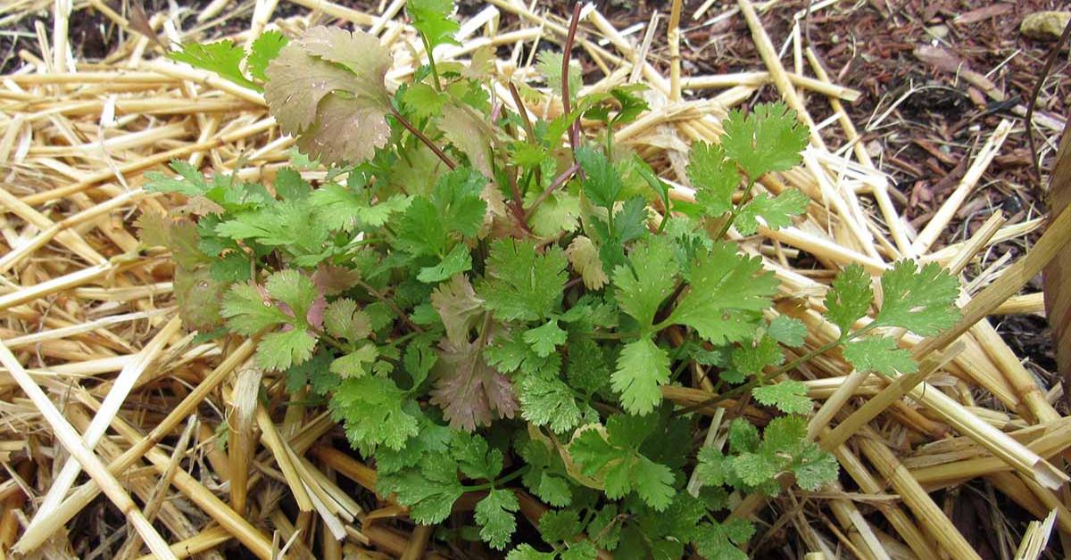 Make sure your coriander plant received bright but indirect sunlight to prevent damage; Picture source: Gardener's Path