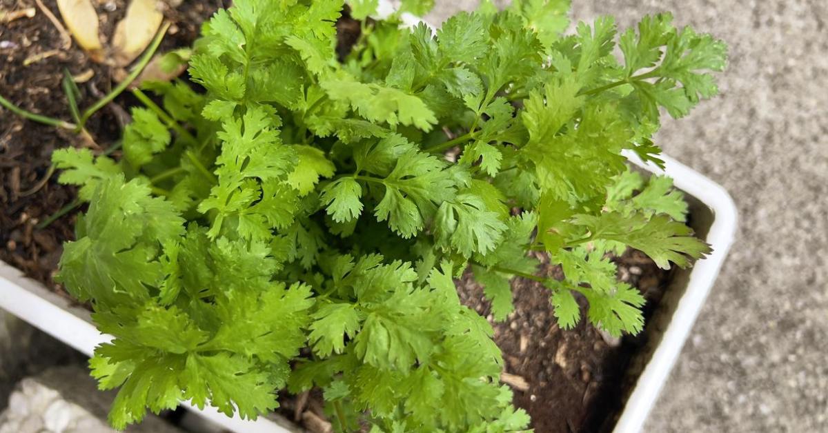 To harvest, use clean scissors to snip the outer leaves, allowing the inner ones to continue growing; Picture source: House Beautiful