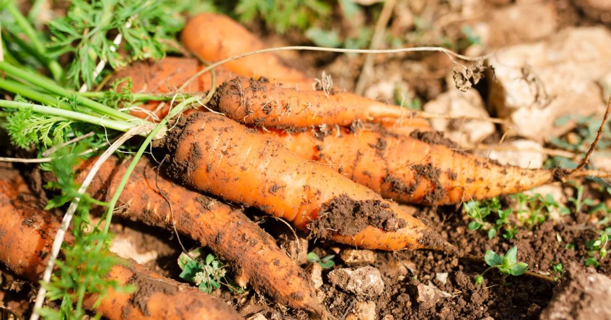 Talking to experts and some real-world practice can increase your success in carrot farming; Picture source: Farmers