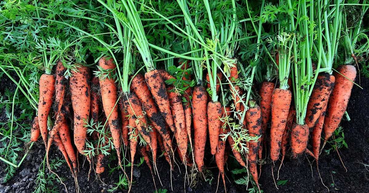 For beginners, it is better to grow high-quality produce on a smaller scale; Picture source: Krishi Jagran