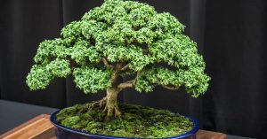 How to Create a Bonsai Garden at Home: A Simple Guide Using Native Indian Trees