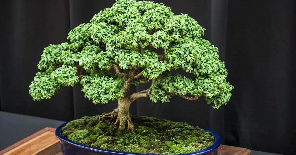 How to Create a Bonsai Garden at Home: A Simple Guide Using Native Indian Trees