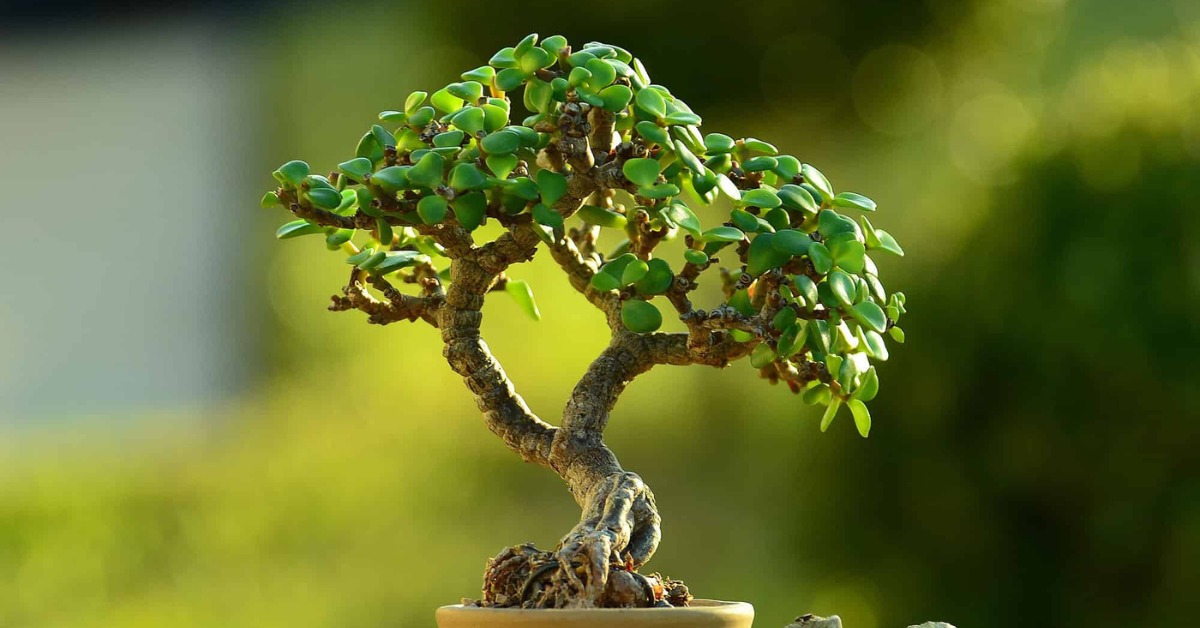 The jade plant is ideal for warm climates and is perfect to grow in your bonsai garden; Picture source: A-Z Animals