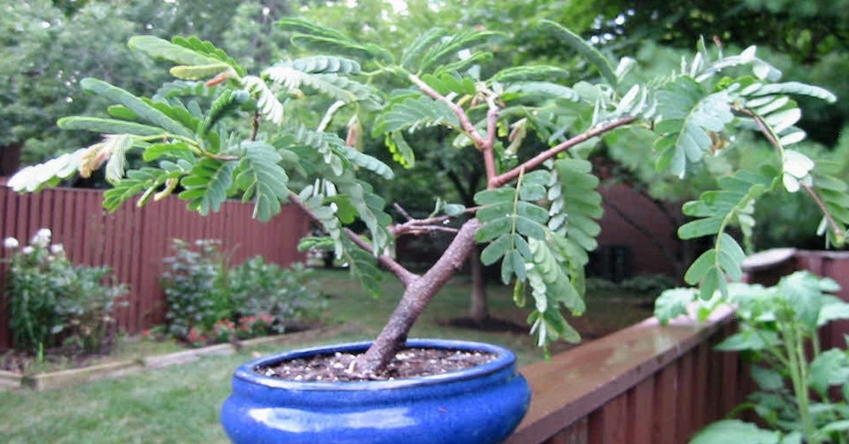 Tamarind trees make stunning bonsai when properly shaped; Picture source: SAFLAX