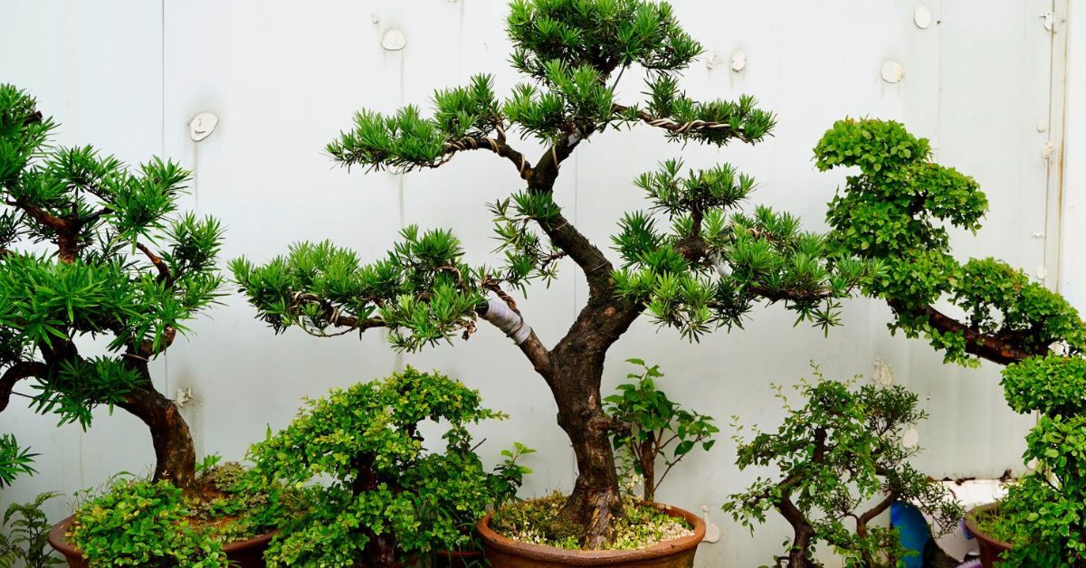 Water your bonsai plants regularly, but let the topsoil dry slightly between watering; Picture source: HouseFresh