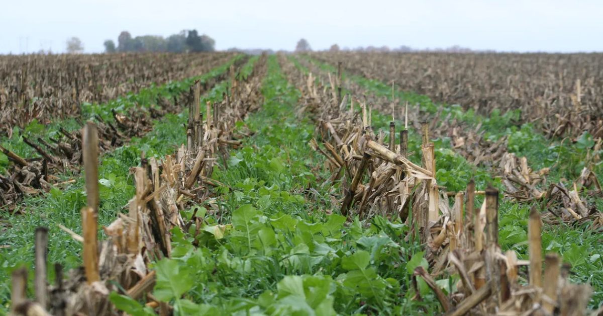 Cover crops are plants grown not for sale, but to improve the soil; Picture source: Farm Progress