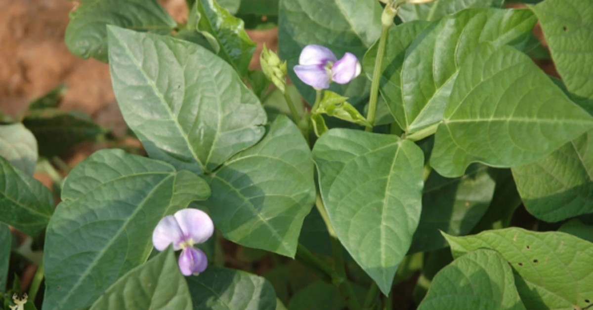 Cowpea is a drought-tolerant and fast-growing cover crop; Picture source: Green Cover