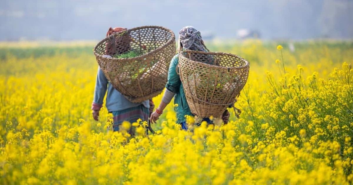 Mustard acts as a biofumigant against soil pests; Picture source: Agri Farming