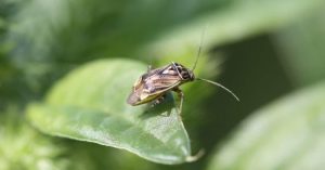 7 Organic Ways to Keep Pests Away From Your Vegetable Garden This Monsoon