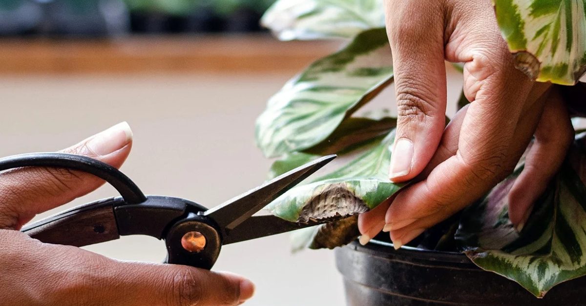 Remove dead leaves, fallen fruit, and weeds regularly, as they provide breeding grounds for insects; Picture source: stump plants