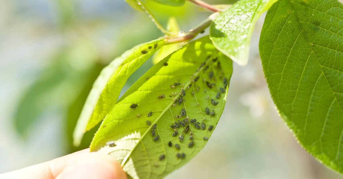 Inspect your garden twice a week during the monsoon and look for early signs of pest attack; Picture source: Safer Brand