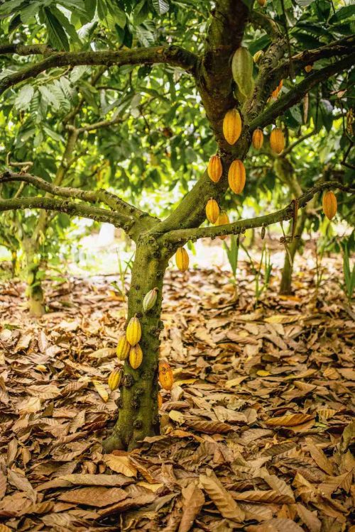 Chocolate crafted in India