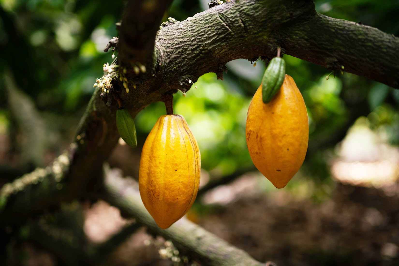Chocolate crafted in India