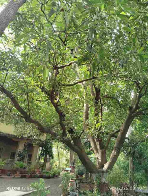 Cawasji Patel mango