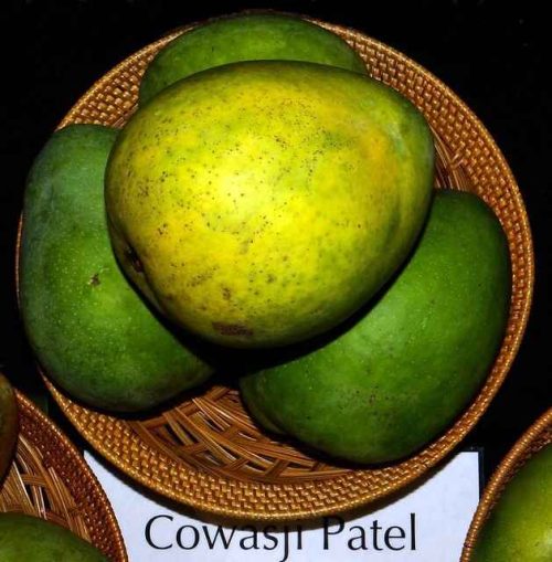 Cawasji Patel mango