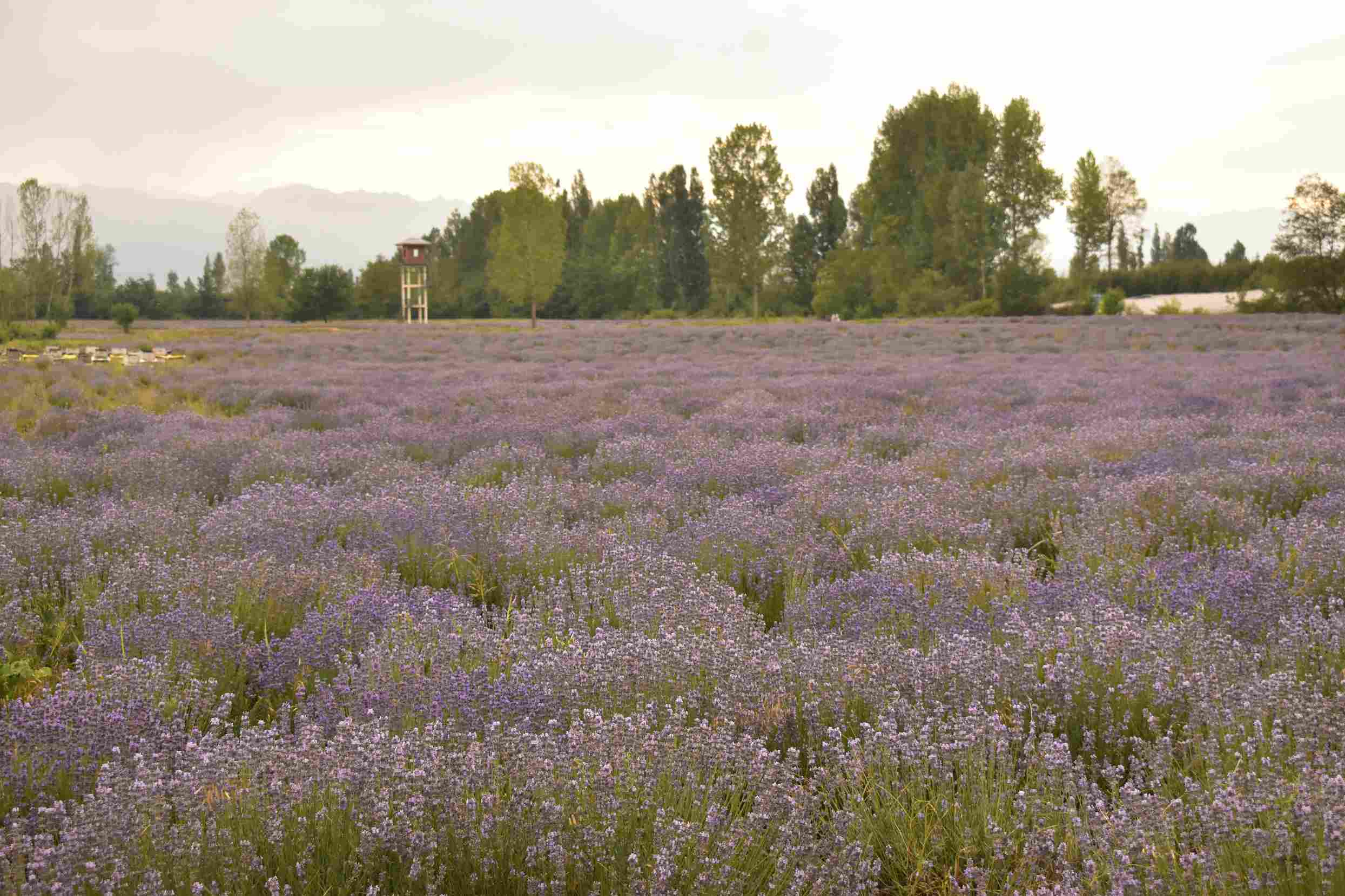 lavender farms