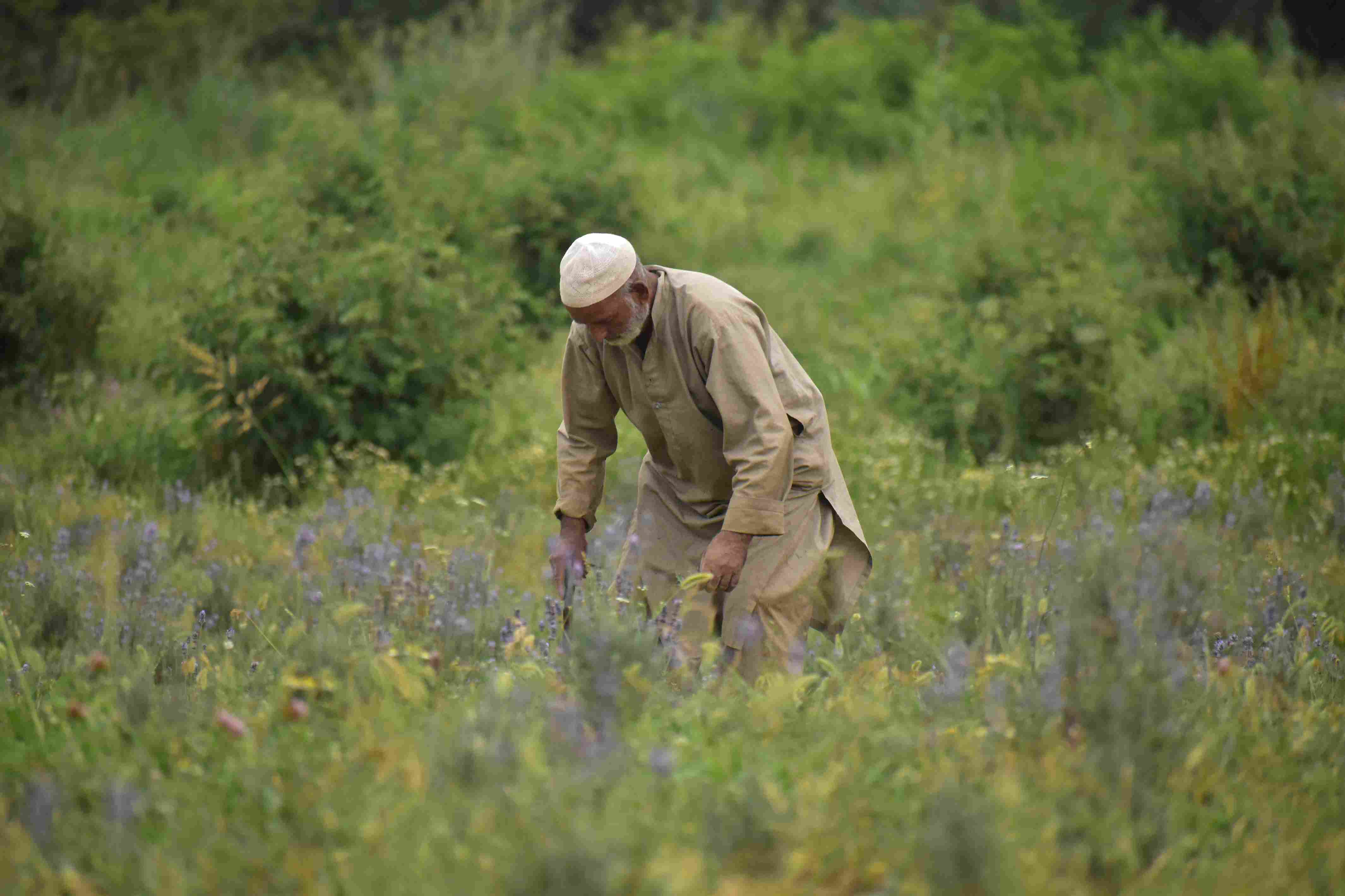 A farmer in Bonera, Pulwama,walks through the blooming lavender with a traditional sickle in hand, carefully harvesting the purple crop that is fast becoming a symbol of agricultural change and rural livelihood in Kashmir.