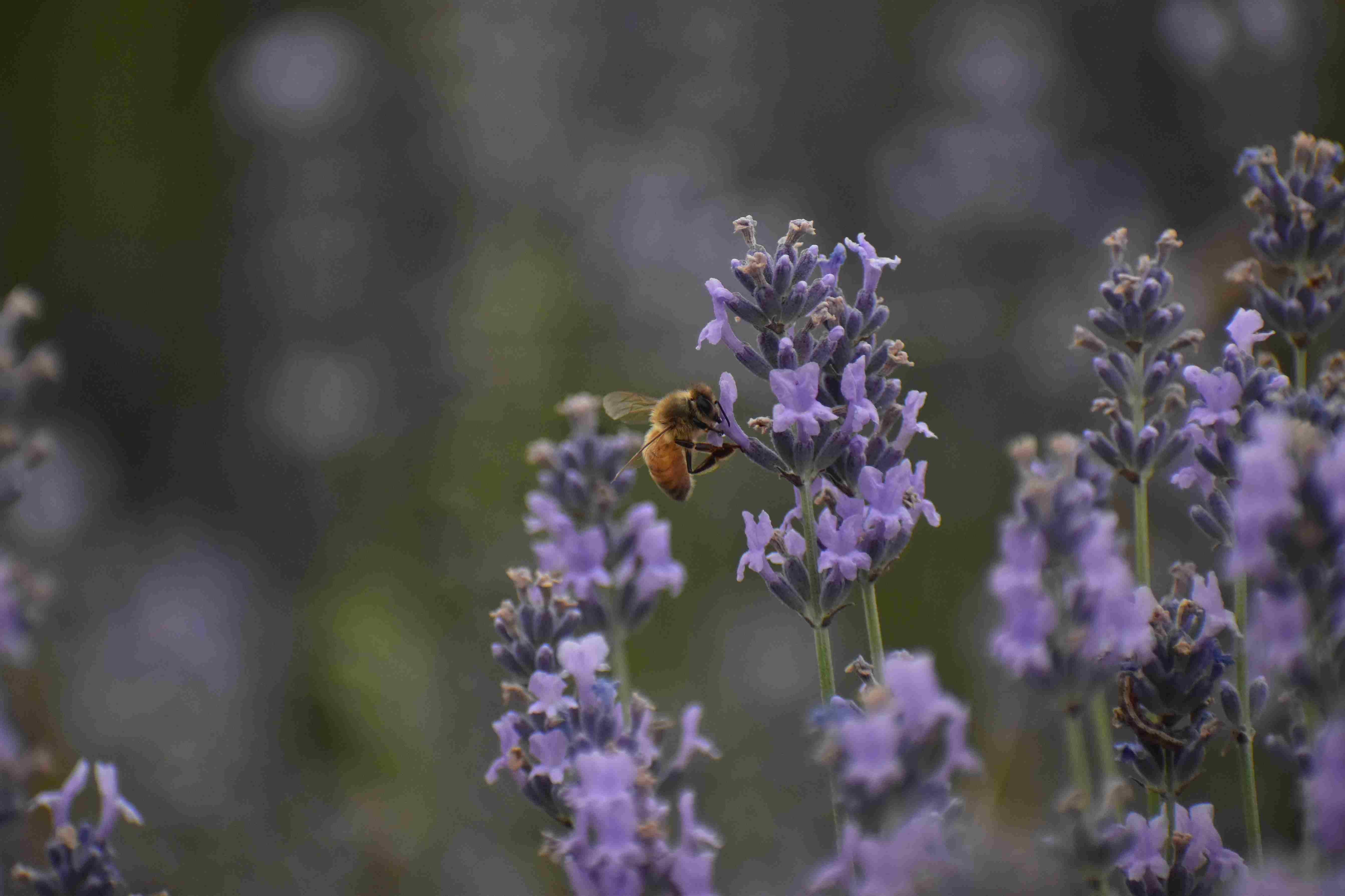 Animals don’t eat lavender — a key reason why many in Kashmir see it as a smarter, safer alternative to traditional crops.