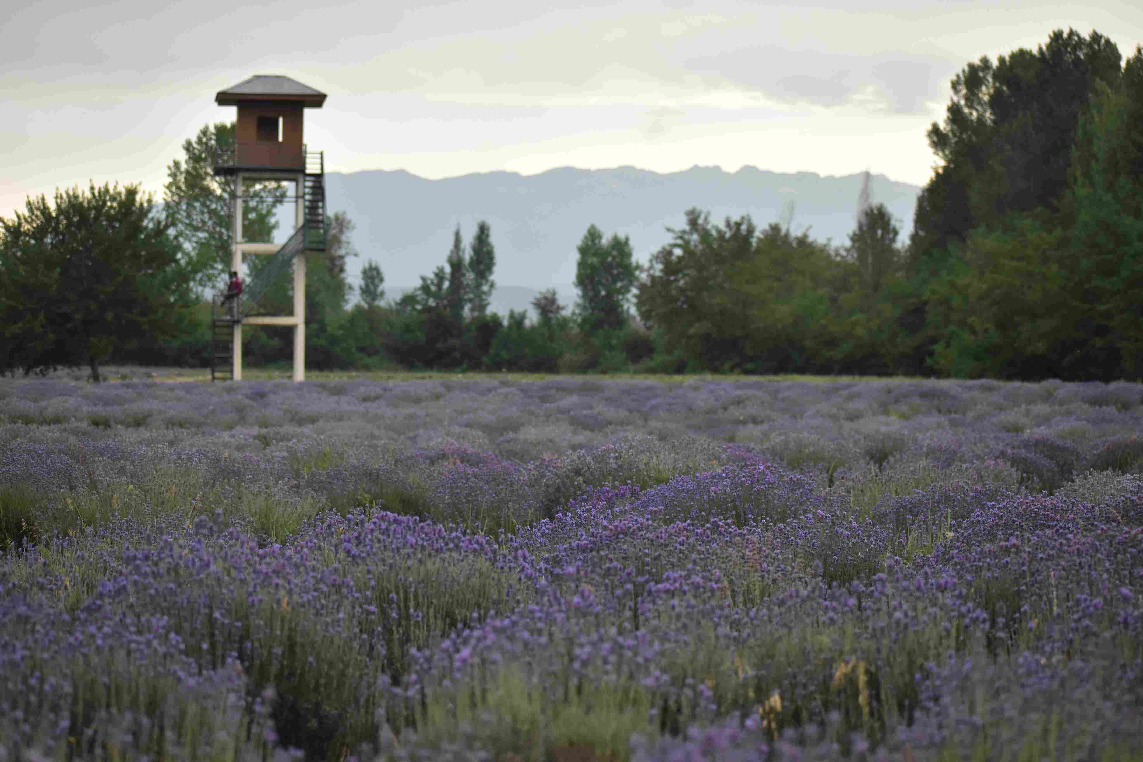 A watchtower rises above blooming lavender fields at the CSIR-IIIM field station in Bonera, Pulwama-where science and security, and agriculture intersect to shape Kashmir’s purple revolution. 