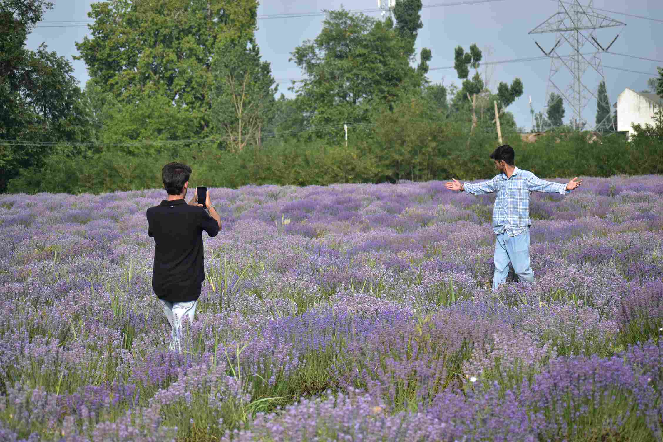A boy captures a photo of his friend in the lavender field of Bonera, Pulwama, as visitors increasingly arrive to capture the scenic bloom and share it across social media platforms.