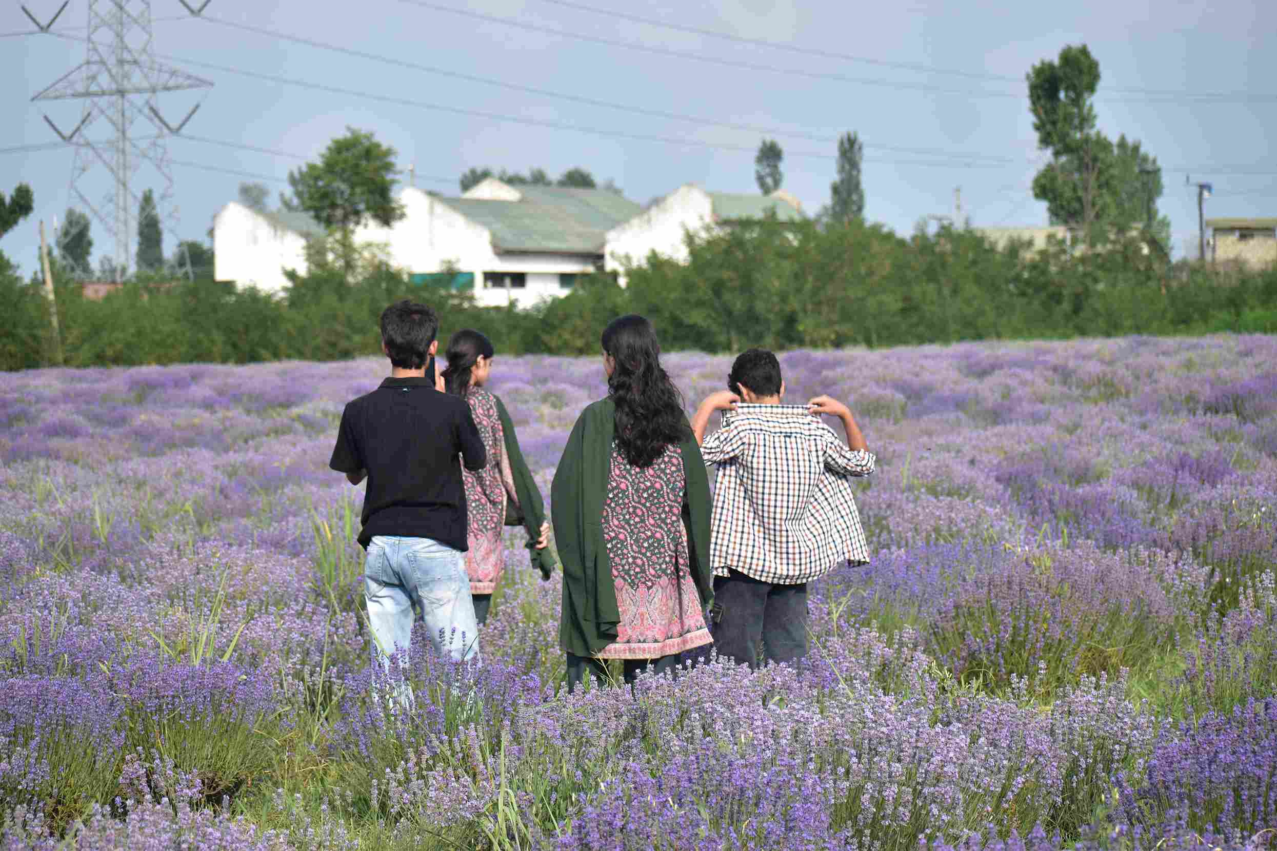 Visitors at lavender farms 