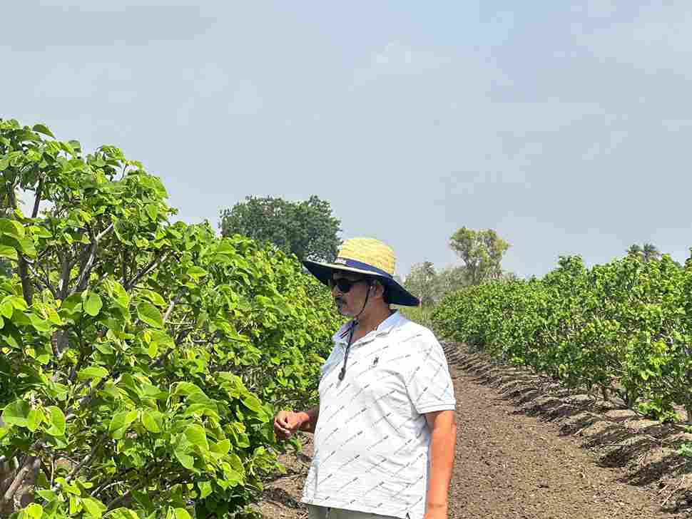 Golden Sitaphal farmer innovator