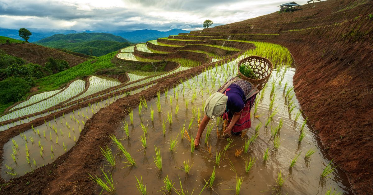 How 1000-YO Farming Systems in Nagaland & Arunachal Tackle Climate Change & Water Scarcity