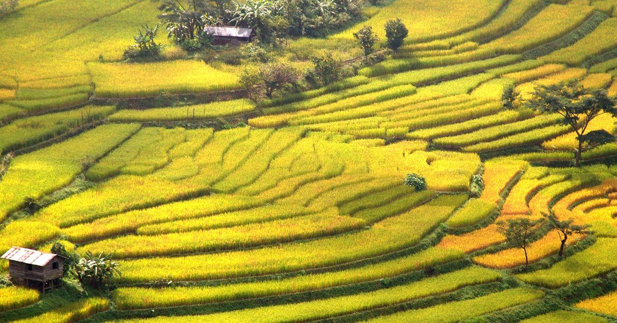 What makes the Apatani system unique is its year-round sustainability.