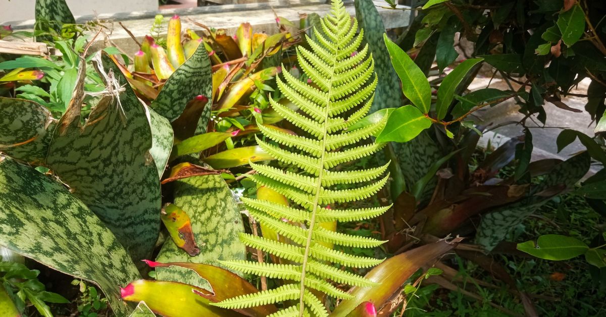 Ferns love cozy, humid corners and minimal interference.