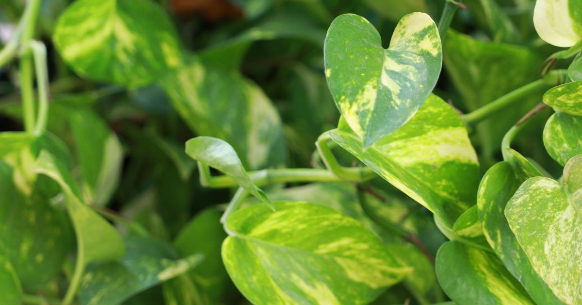 Money plants can make any corner of your house look straight out of a Pinterest mood board.