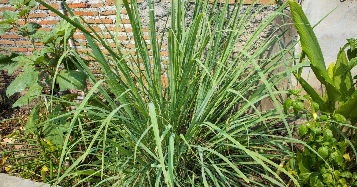 Lemongrass has multiple benefits and doesn't need much hassle to maintain.