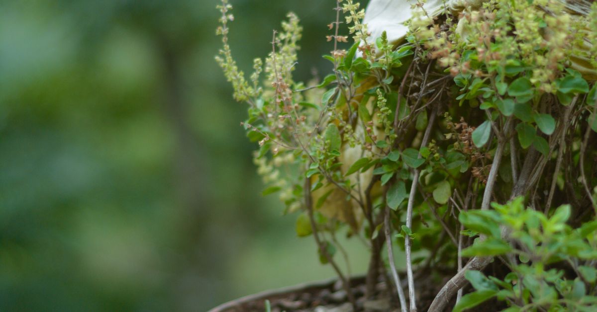 Tulsi plants have medicinal properties and acts as a mosquito repellant as well.